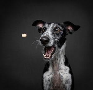 Fine Art studio photograph of Galgo trying to catch a treat in studio – luxury studio dog portrait HelgaZimages Tampa