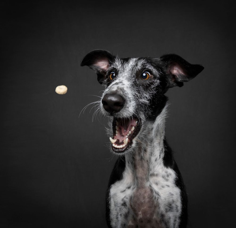 Fine Art studio photograph of Galgo trying to catch a treat in studio