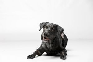 Fine Art studio photograph of black dog on white background in studio - luxury studio dog portrait HelgaZimages Tampa
