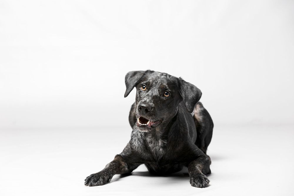 Fine Art studio photograph of black dog on white background in studio