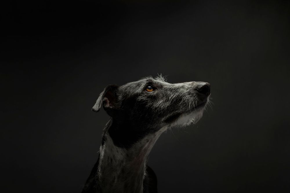 Fine Art studio photograph dog on black background looking up