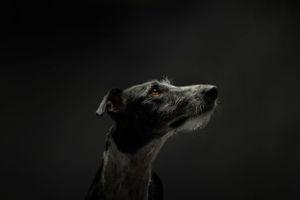 Fine Art studio photograph dog on black background looking up