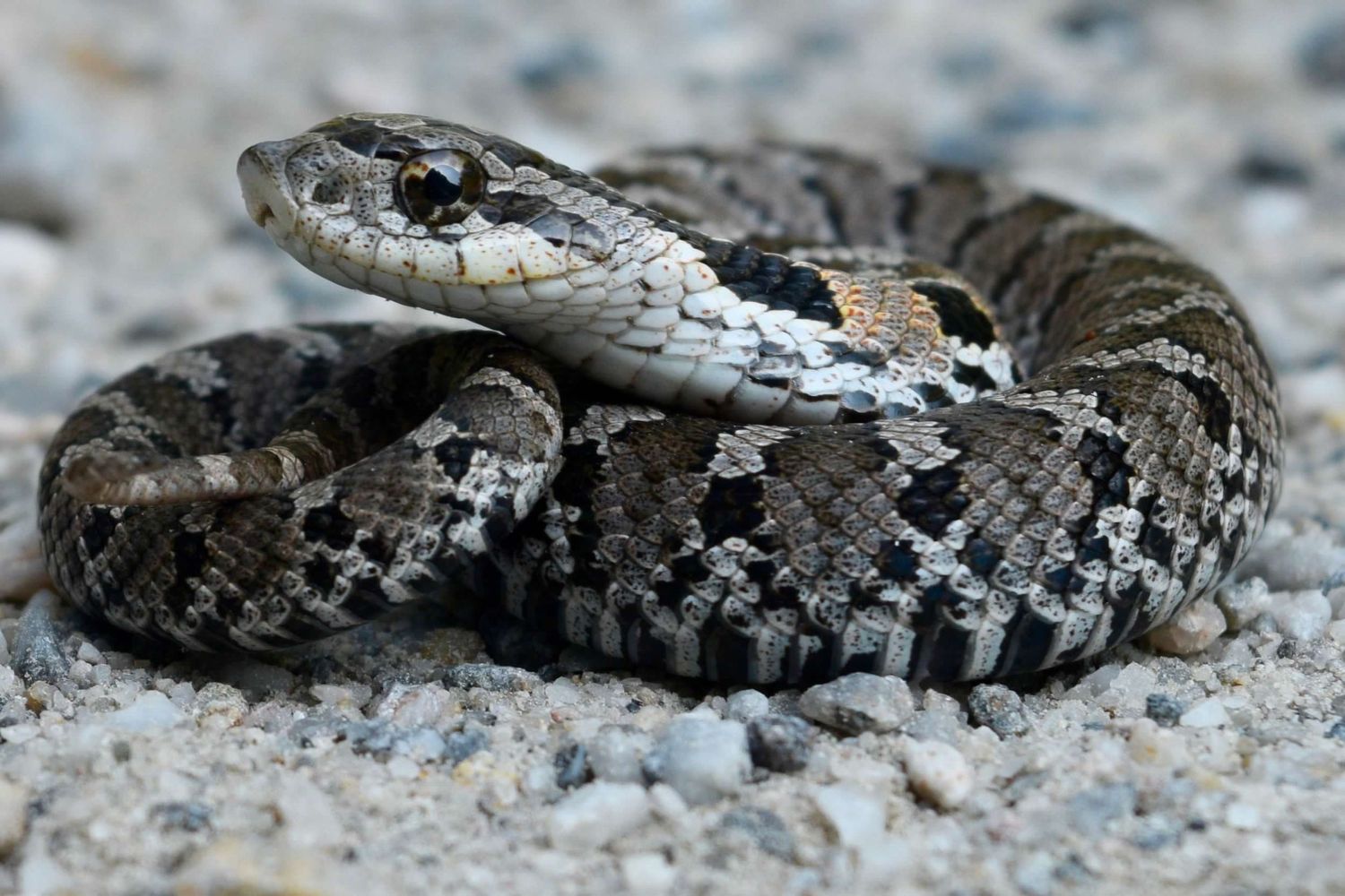 Gone herping