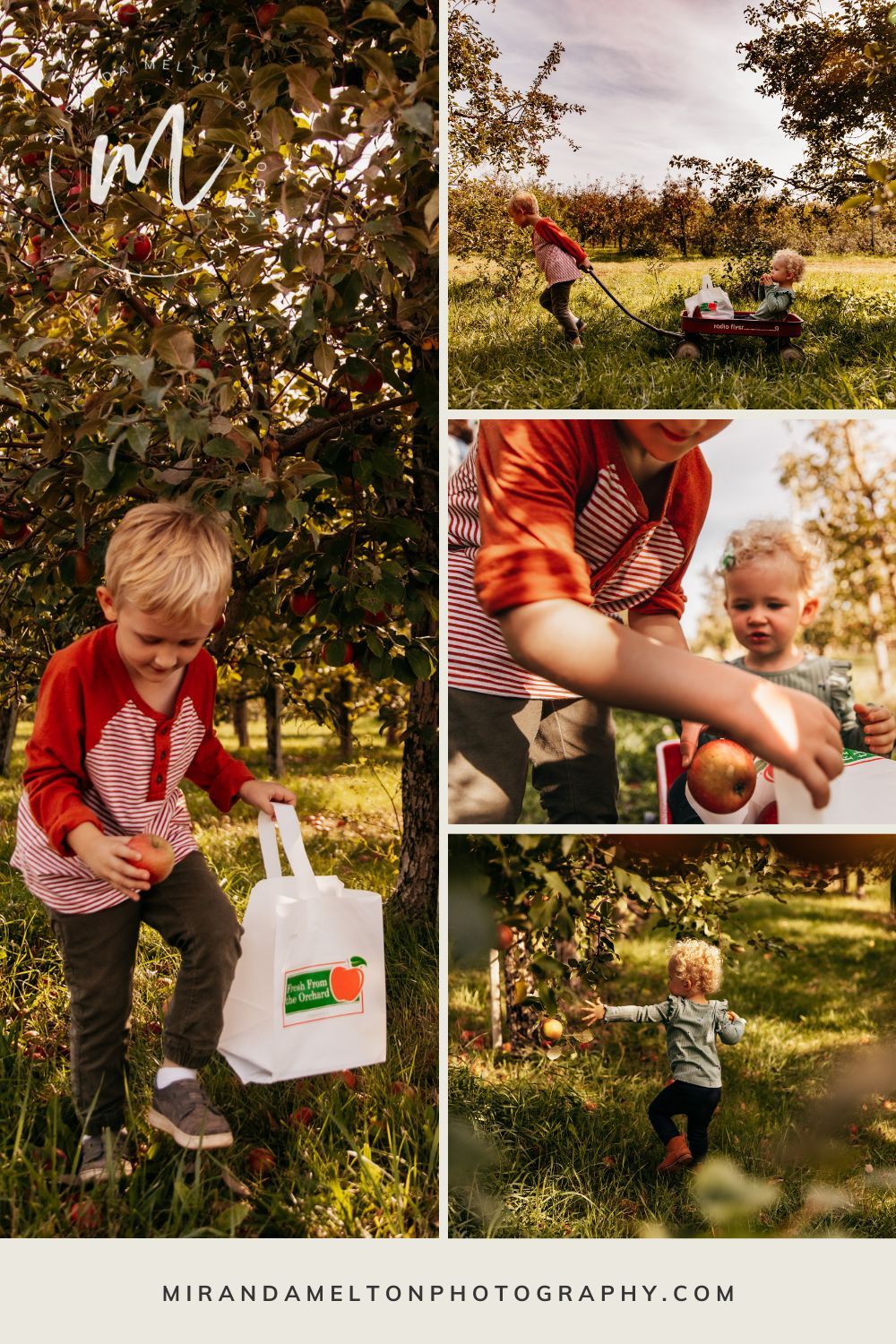 Collage of 4 photos of a family in a Minnesota apple orchard highlights mindful parenting moments in the Twin Cities