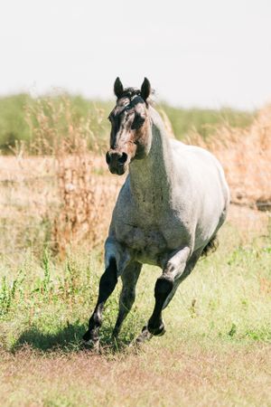 Gray horse galloping through a grassy field with dried vegetation in background.
