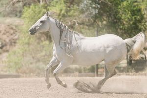 White horse running and kicking up dust in an outdoor arena.