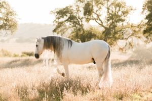 White horse standing in sunlit meadow with mountains in background during golden hour.