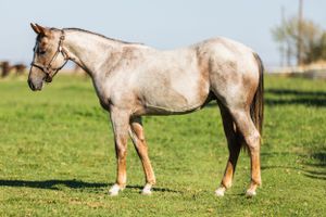 Light-colored horse with tan legs standing in green pasture.