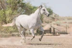 White horse galloping gracefully across a dusty desert landscape.