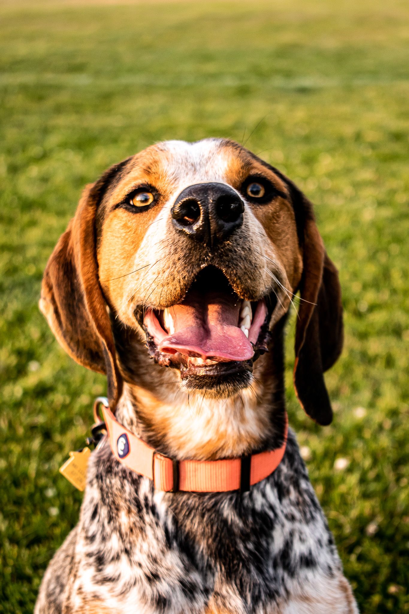 Close-up of smiling brown and white spotted hound dog with orange collar outdoors.