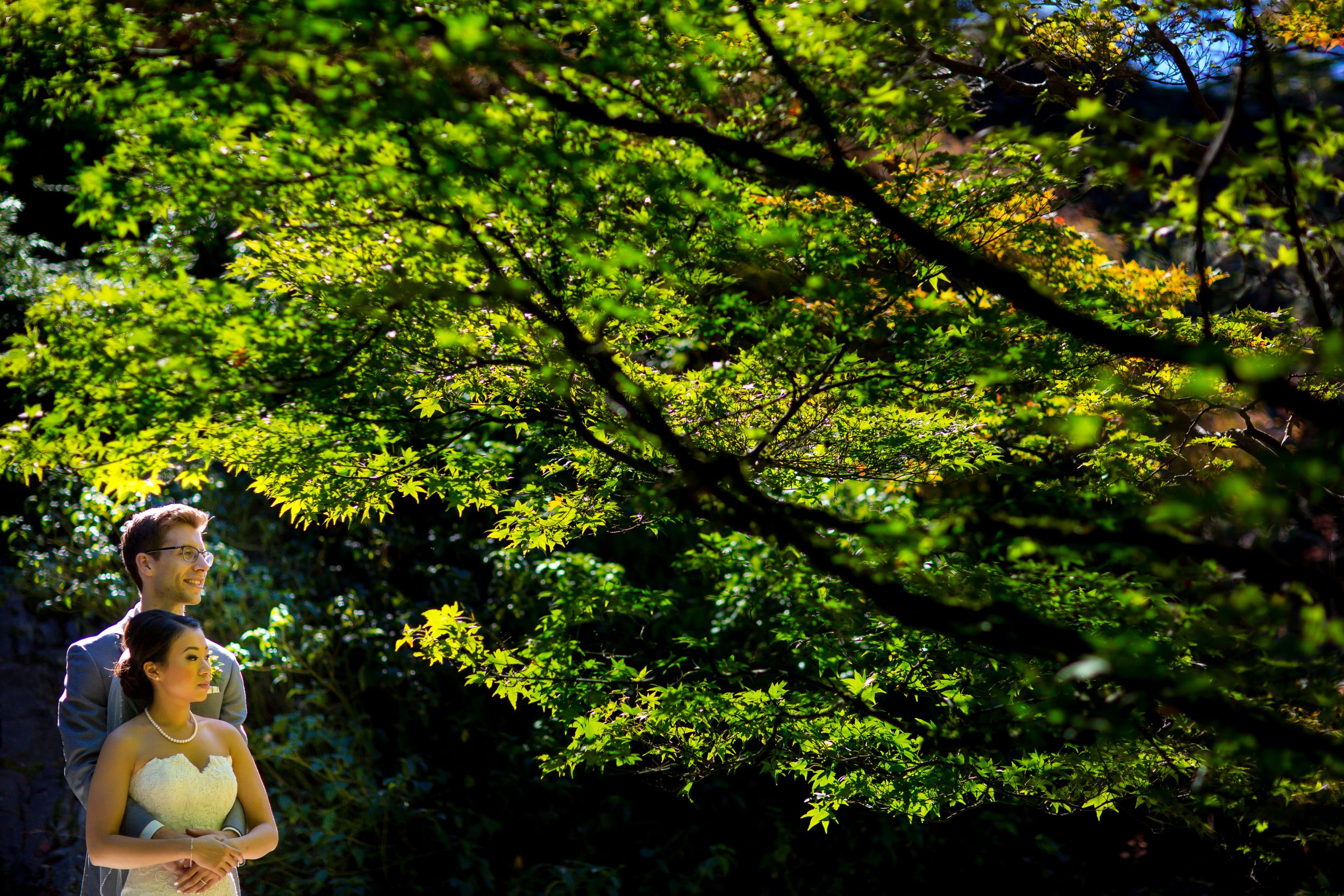 Sunlight filters through vibrant green maple leaves in a peaceful garden setting.