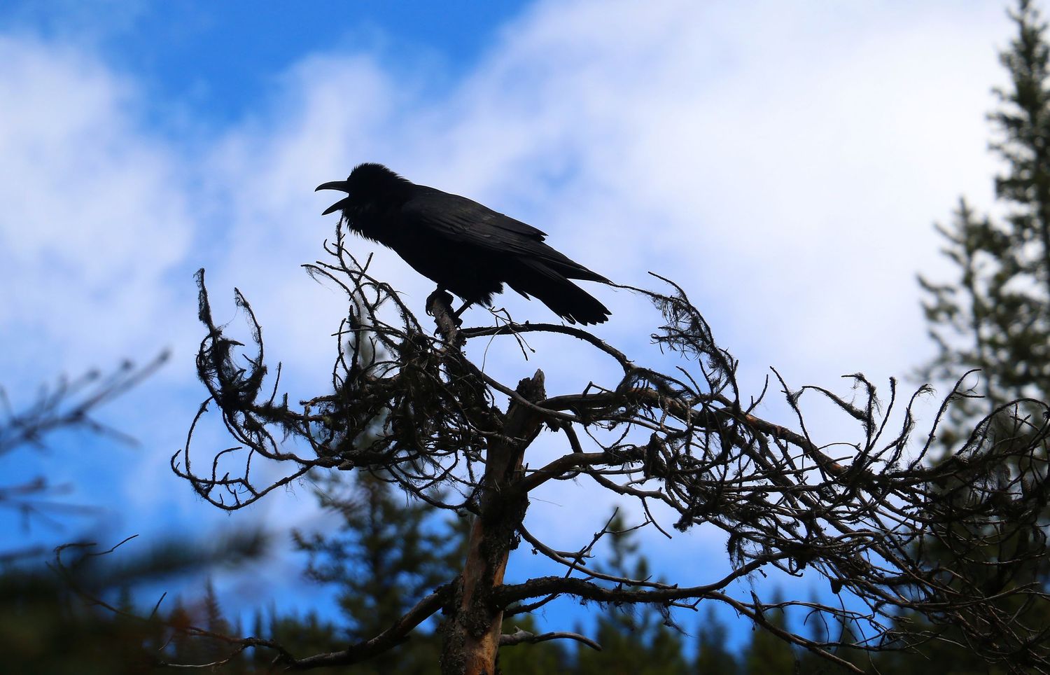 Wildlife Photography