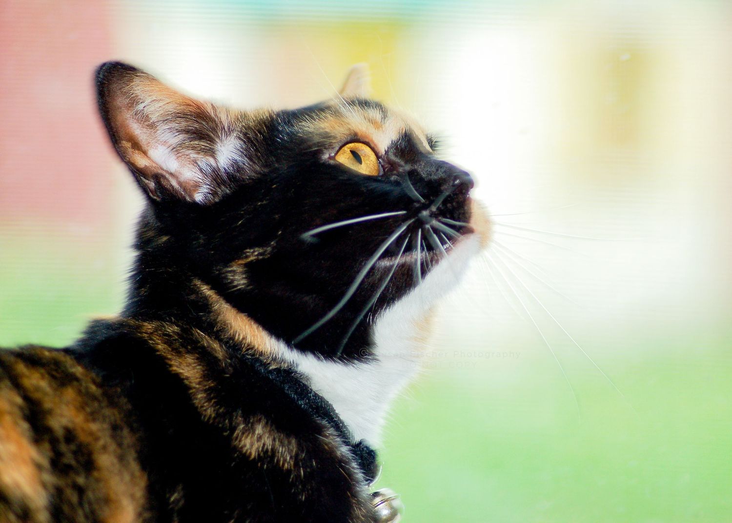 side view calico cat with yellow eyes