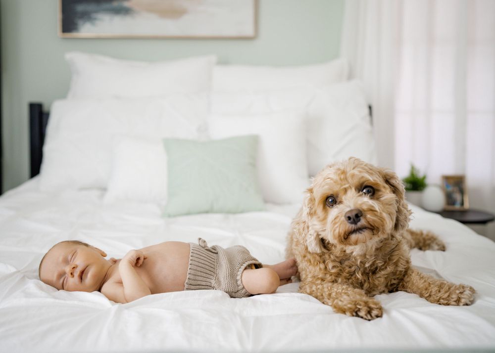 Sleeping newborn baby rests beside a fluffy golden doodle dog on a white bed.