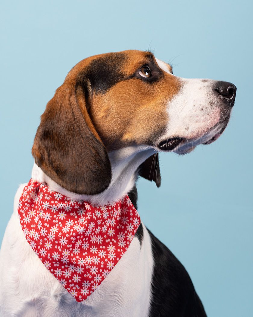 Beagle in studio by dog Photographer  Lucy Reeve
