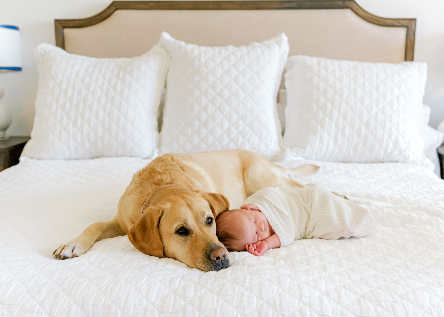 Golden retriever dog protectively lying next to sleeping newborn baby on white bed.
