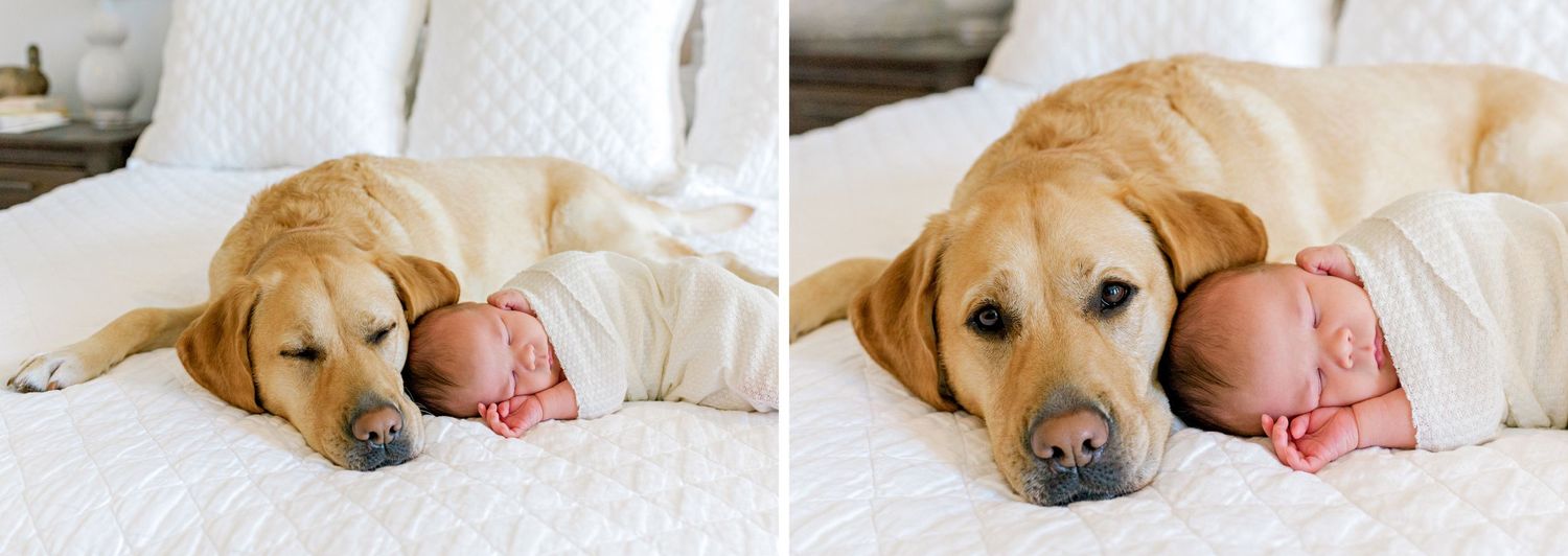 Golden retriever dog lies protectively next to sleeping newborn baby on white bedding.