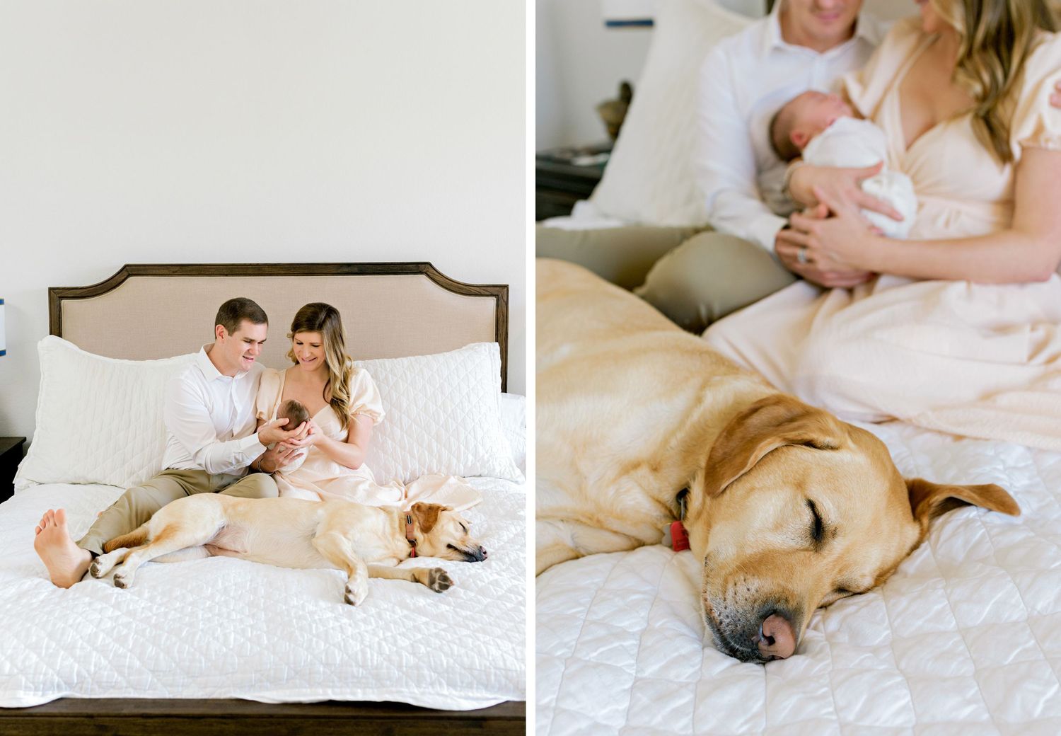 Tender family moments captured with golden retriever and newborn on bed.