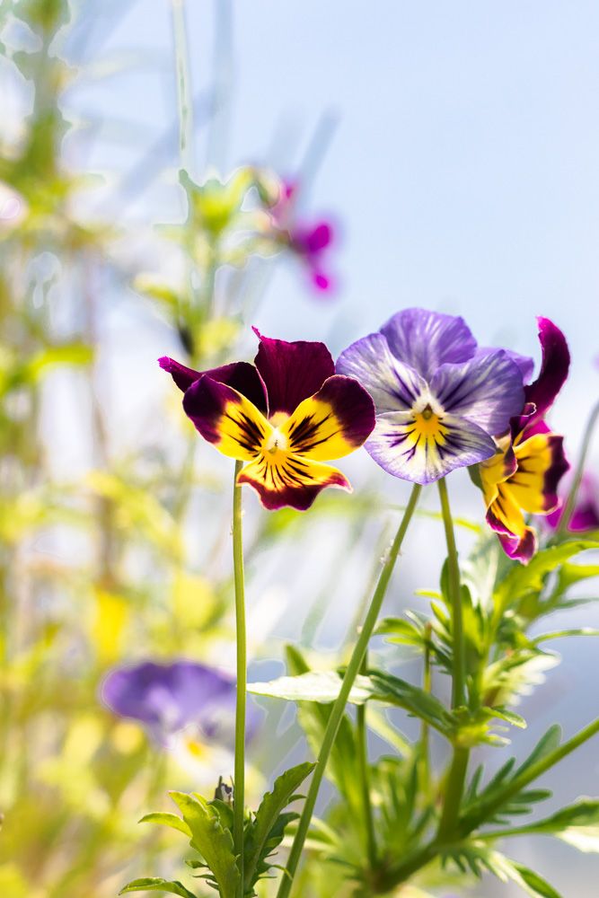 Pansies - Photo by © Reka Csulak
