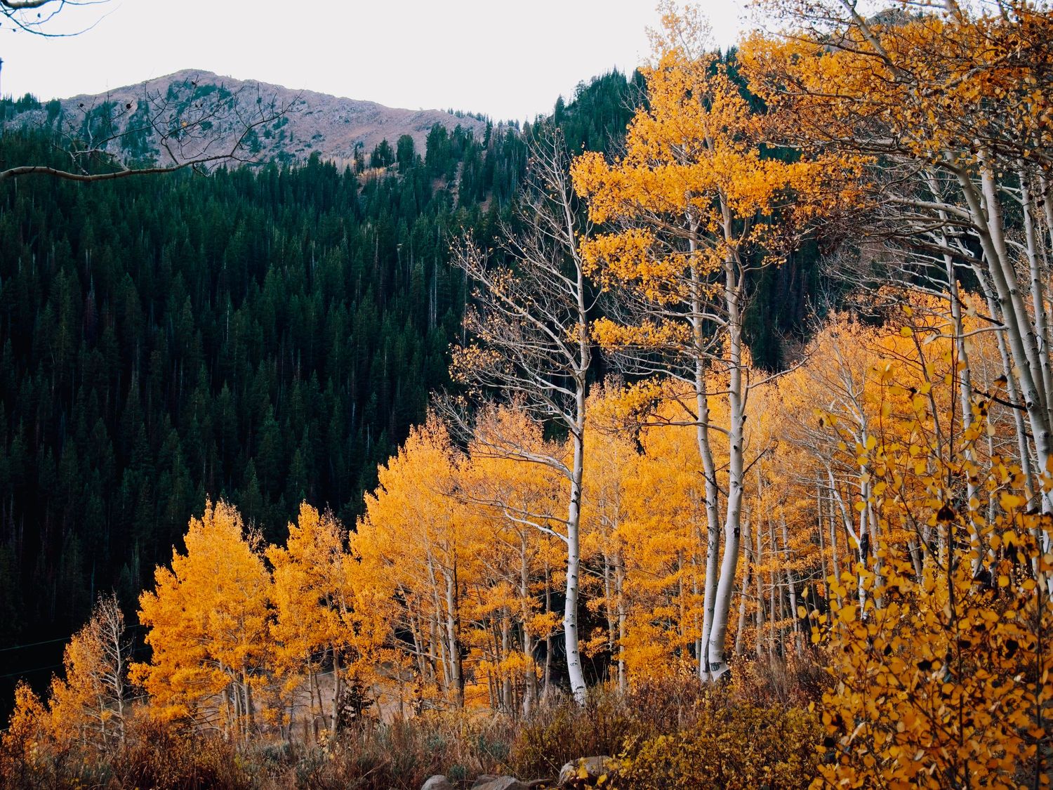 fall colors of the golden aspens in front of the deep evergreens on the mountain behind