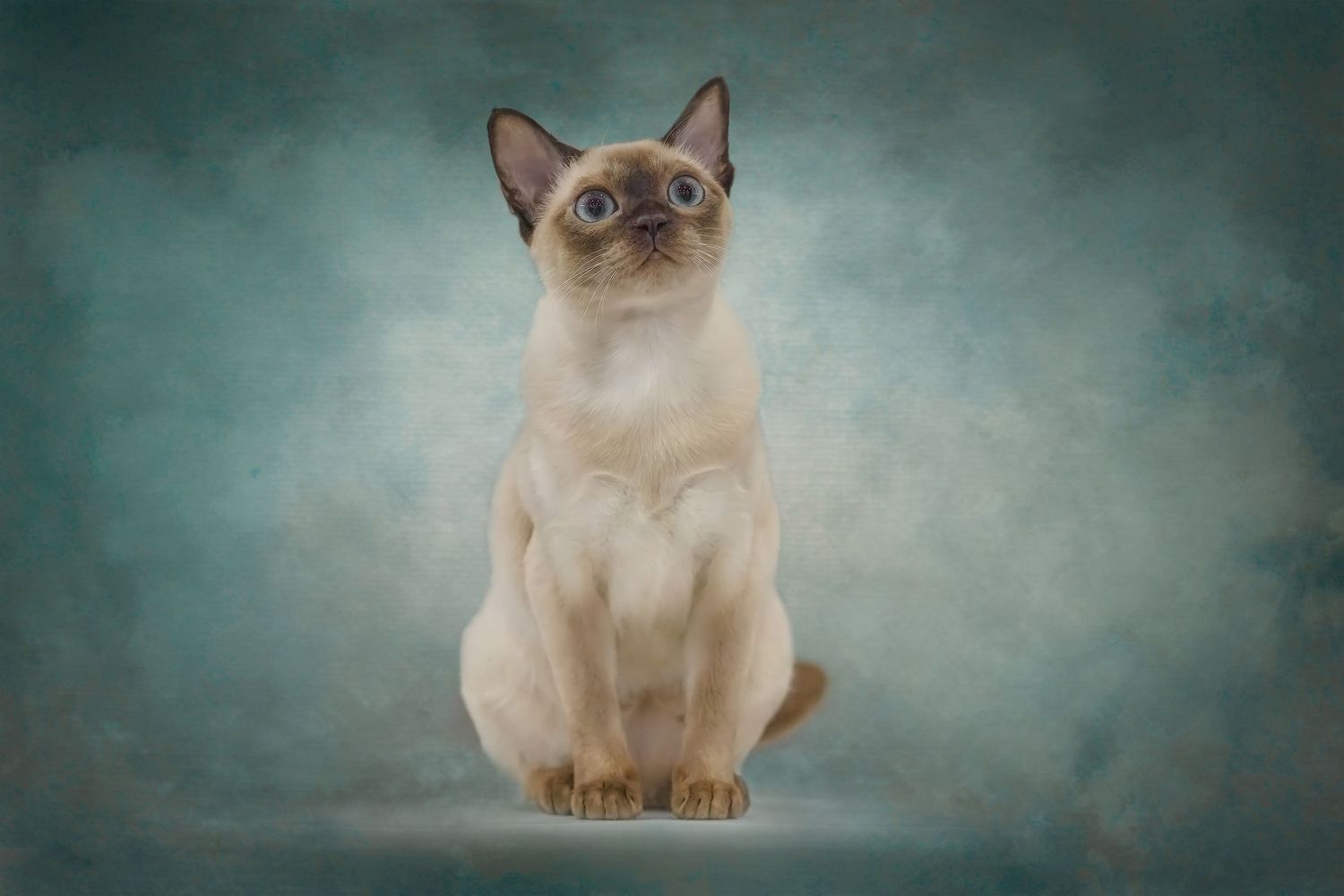 A Siamese cat with striking blue eyes sits elegantly against a dreamy turquoise background in a studio portrait.