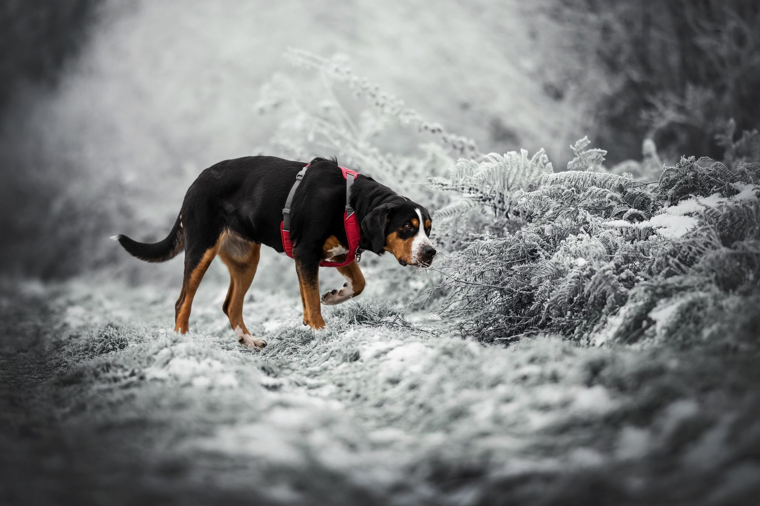 A black and tan dog wearing a red collar explores a frosty winter landscape.
