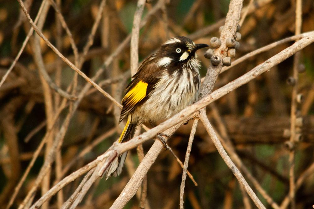 new holland honeyeater