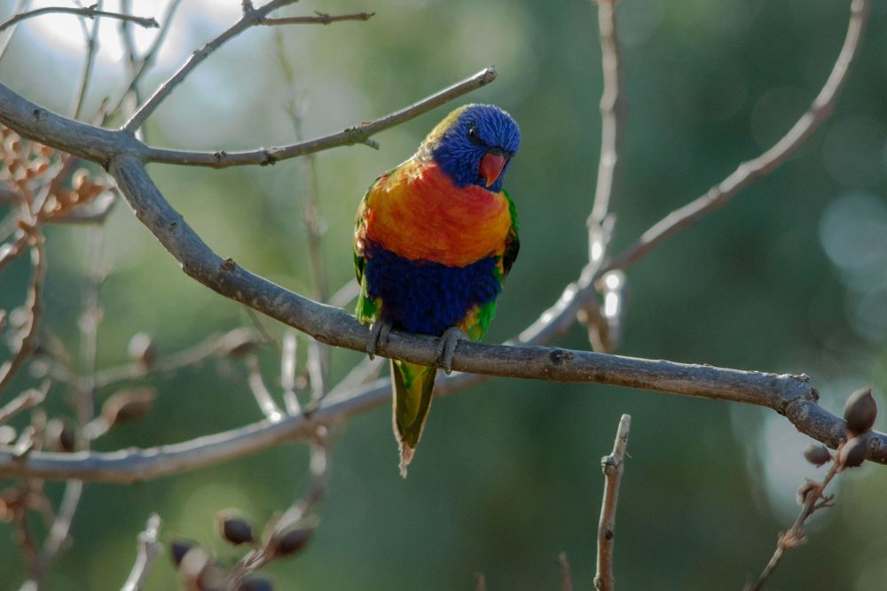 rainbow lorikeet