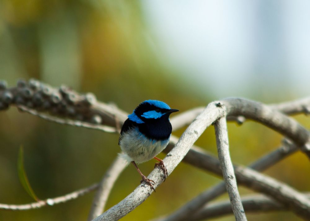 blue fairy wren