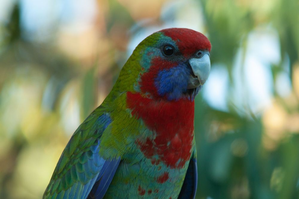adolescent crimson rosella