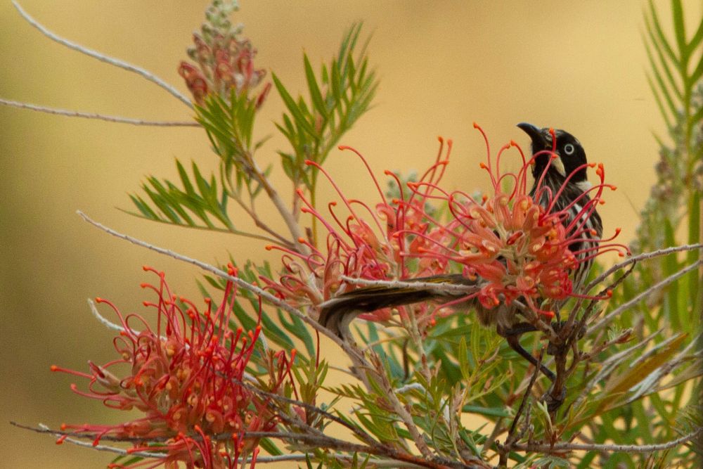 new holland honeyeater