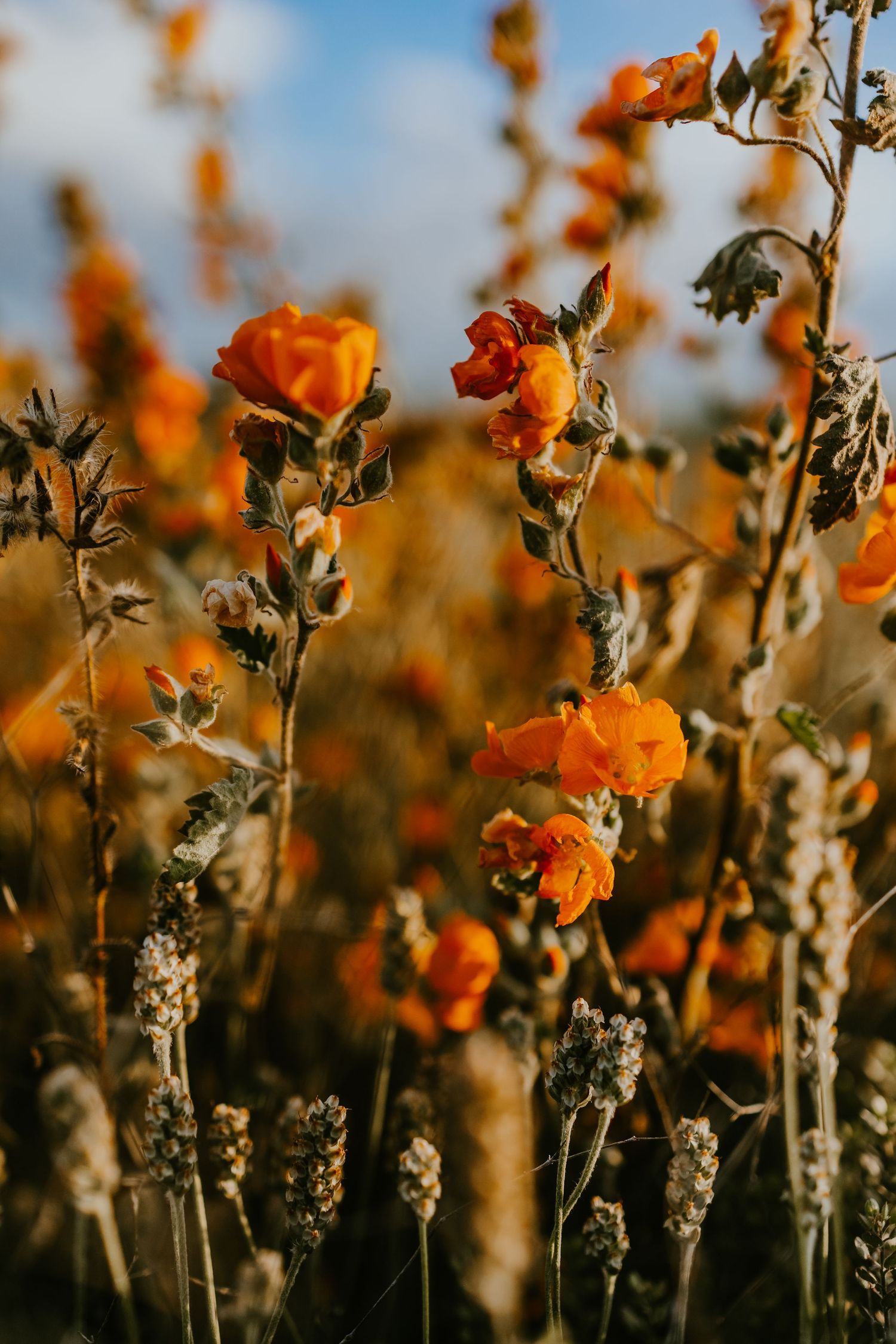 Vibrant orange desert flowers against blue sky during golden hour.