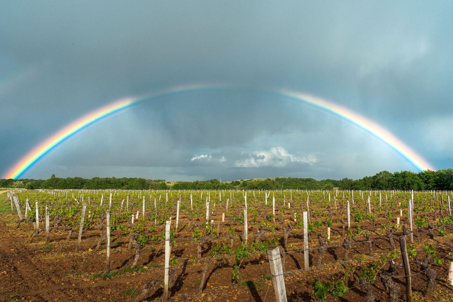 Arc en ciel vignes