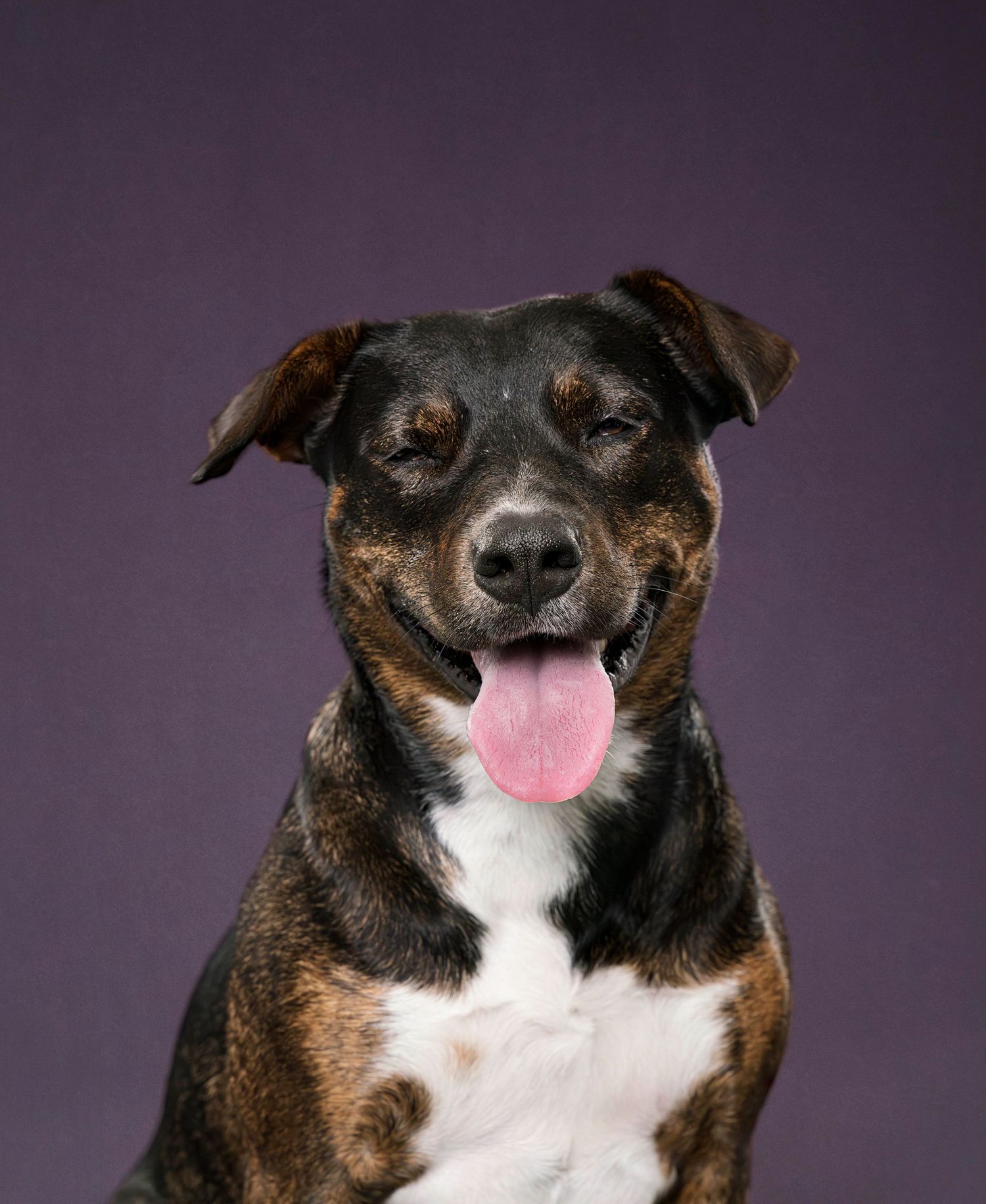 pet photography experience