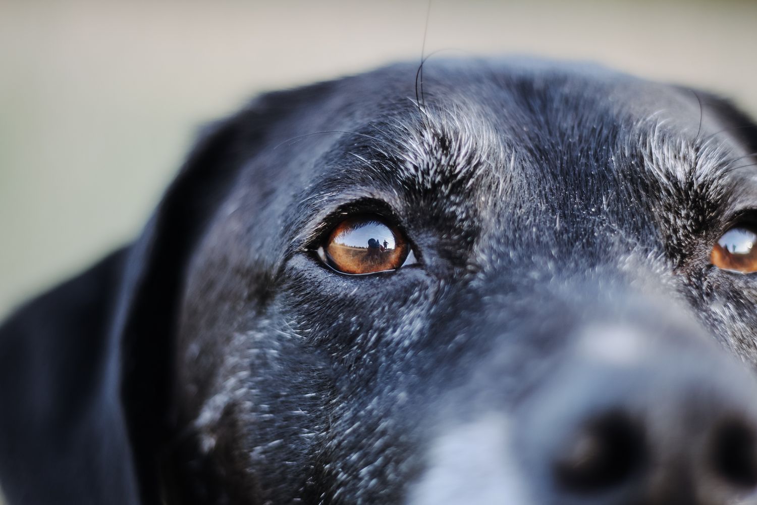Extreme close-up of a black dog's amber eyes.