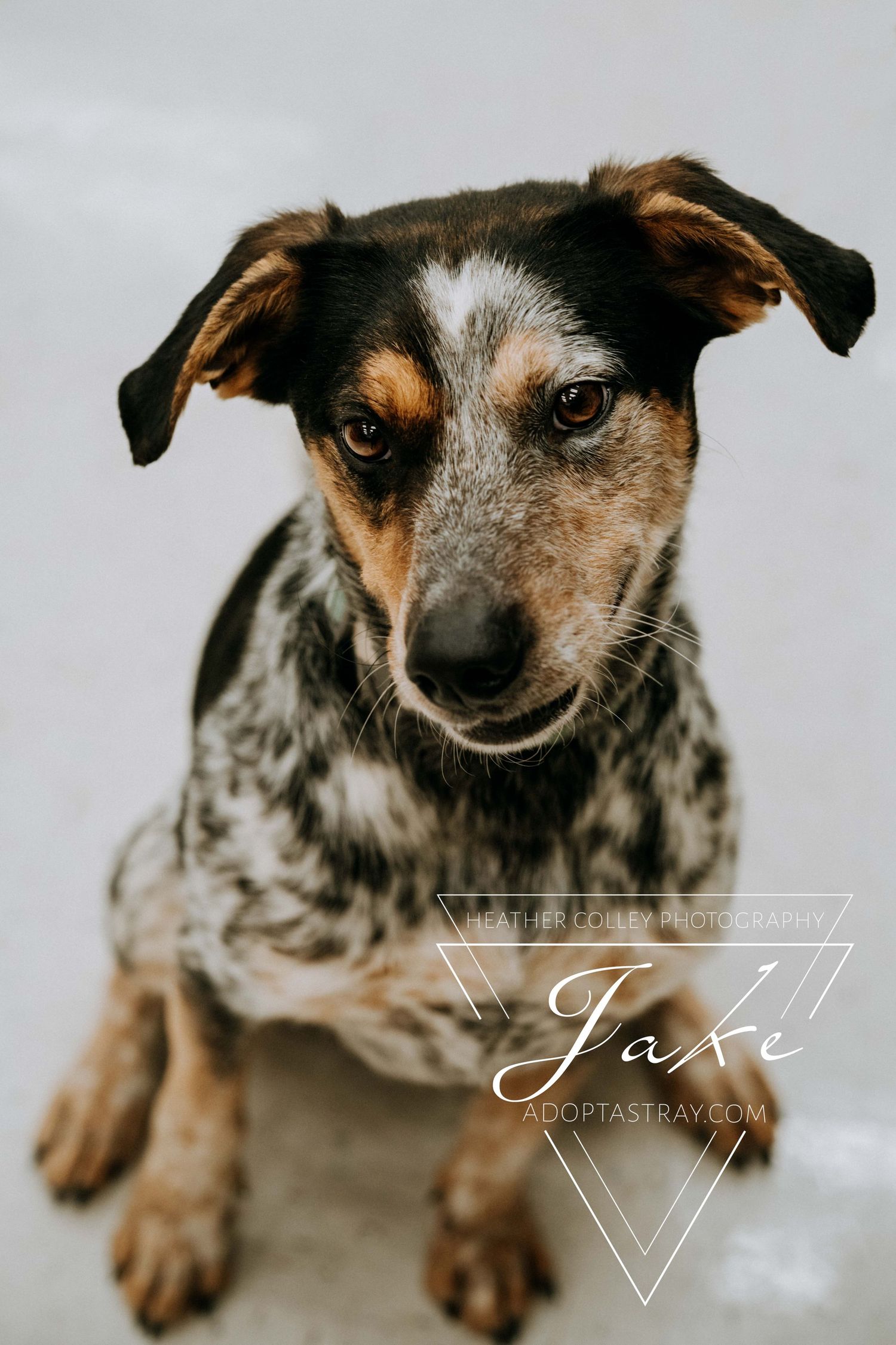 A young, black, brown, and white tick spotted dog smirks at the camera