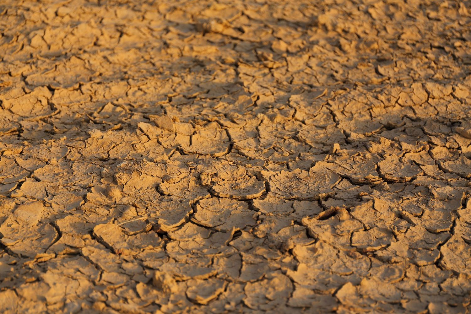 Close-up of cracked dry earth showing intricate patterns in golden brown soil texture.