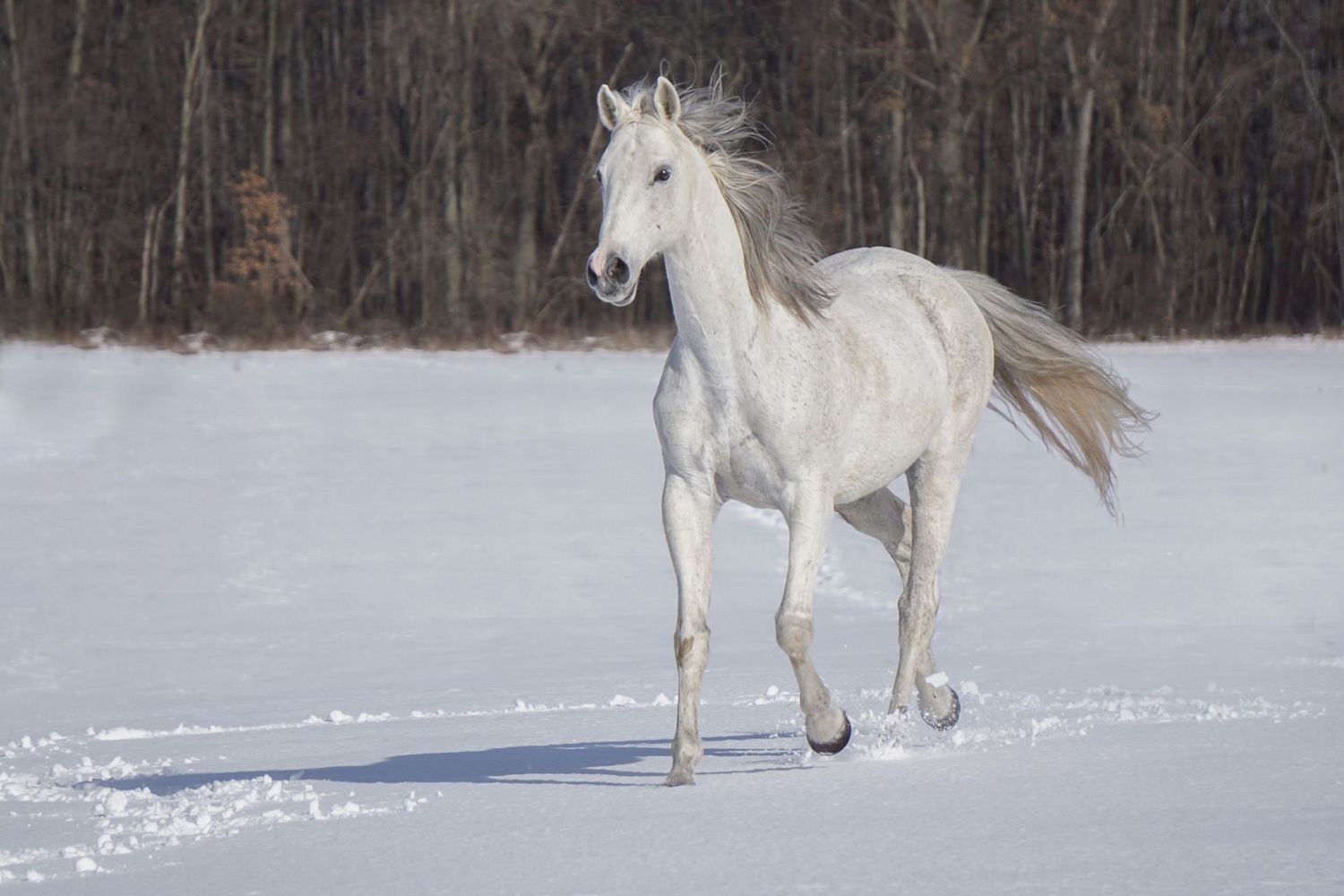 A white horse gallops gracefully through snowy terrain with bare winter trees in the background.