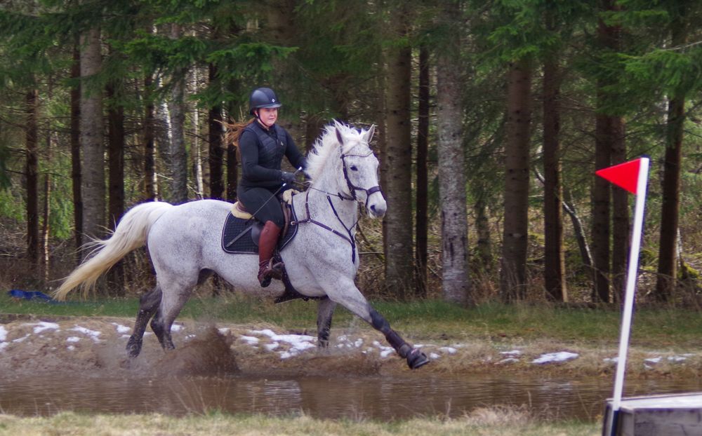 A grey horse and rider gallop through a snowy forest course with red markers.