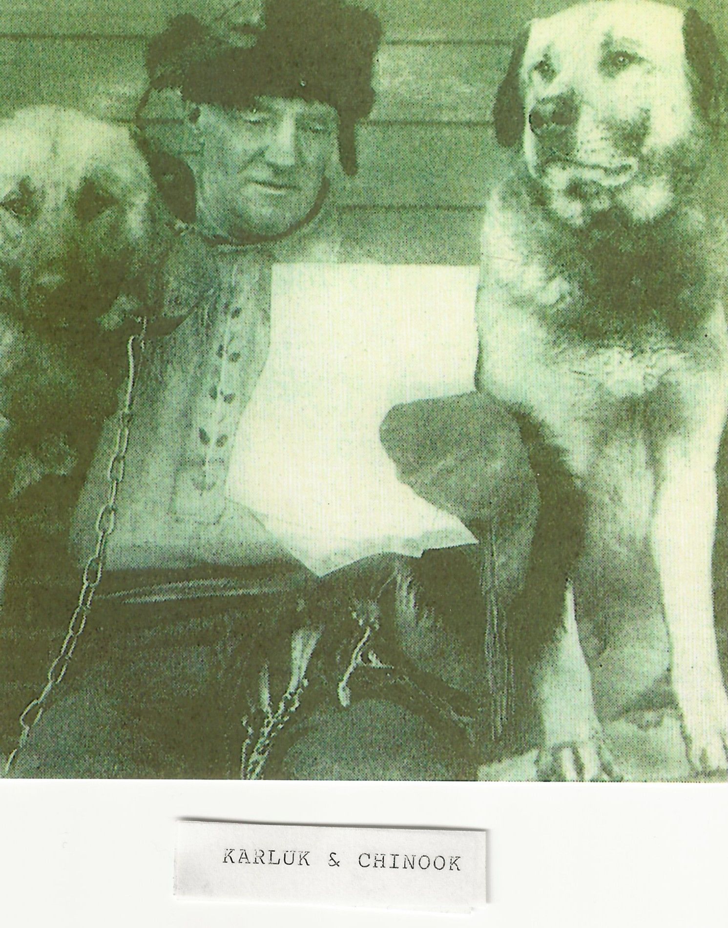 Walden with Chinook on the right, and Chinook's son Karluk perusing the mail.
