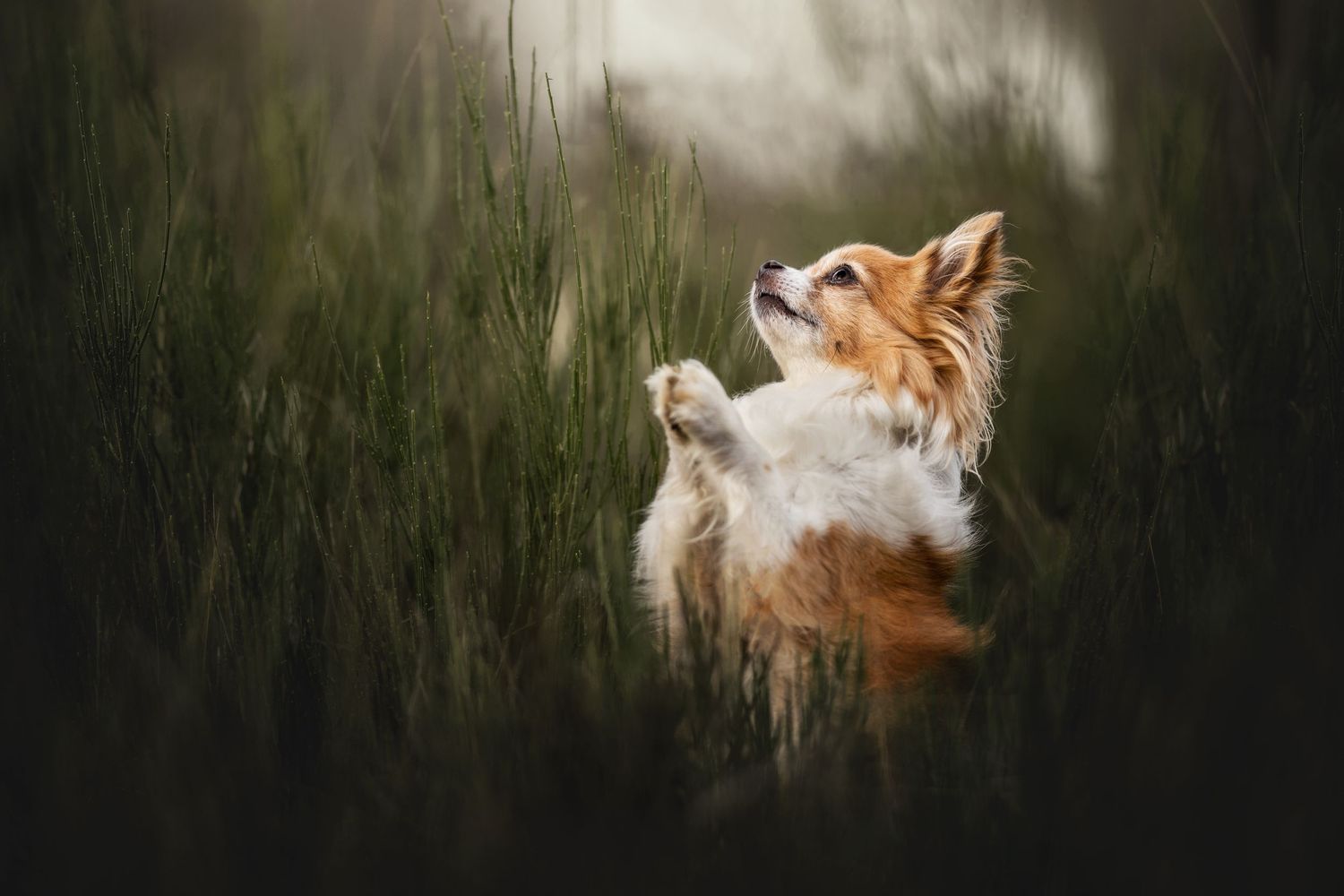 Red fox peering upward through tall grass in atmospheric misty lighting.