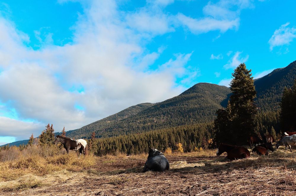 Horses Meditating Photo