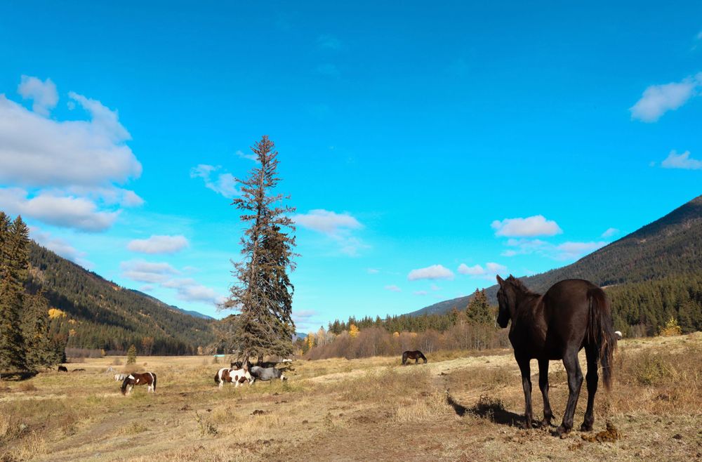 Horses Mountain Valley Photo