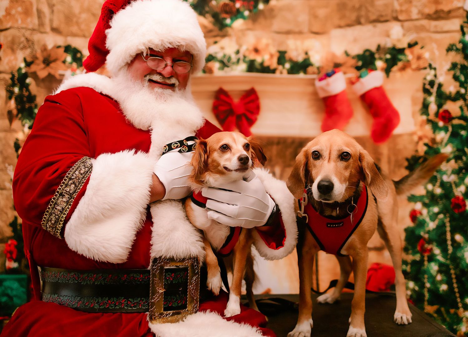Santa Claus posing with two dogs in red harnesses before a decorated Christmas fireplace backdrop.