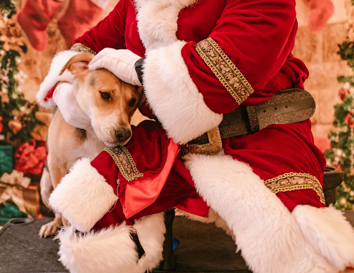 An adorable dog dressed in a Santa outfit snuggles with Santa Claus against a holiday backdrop.