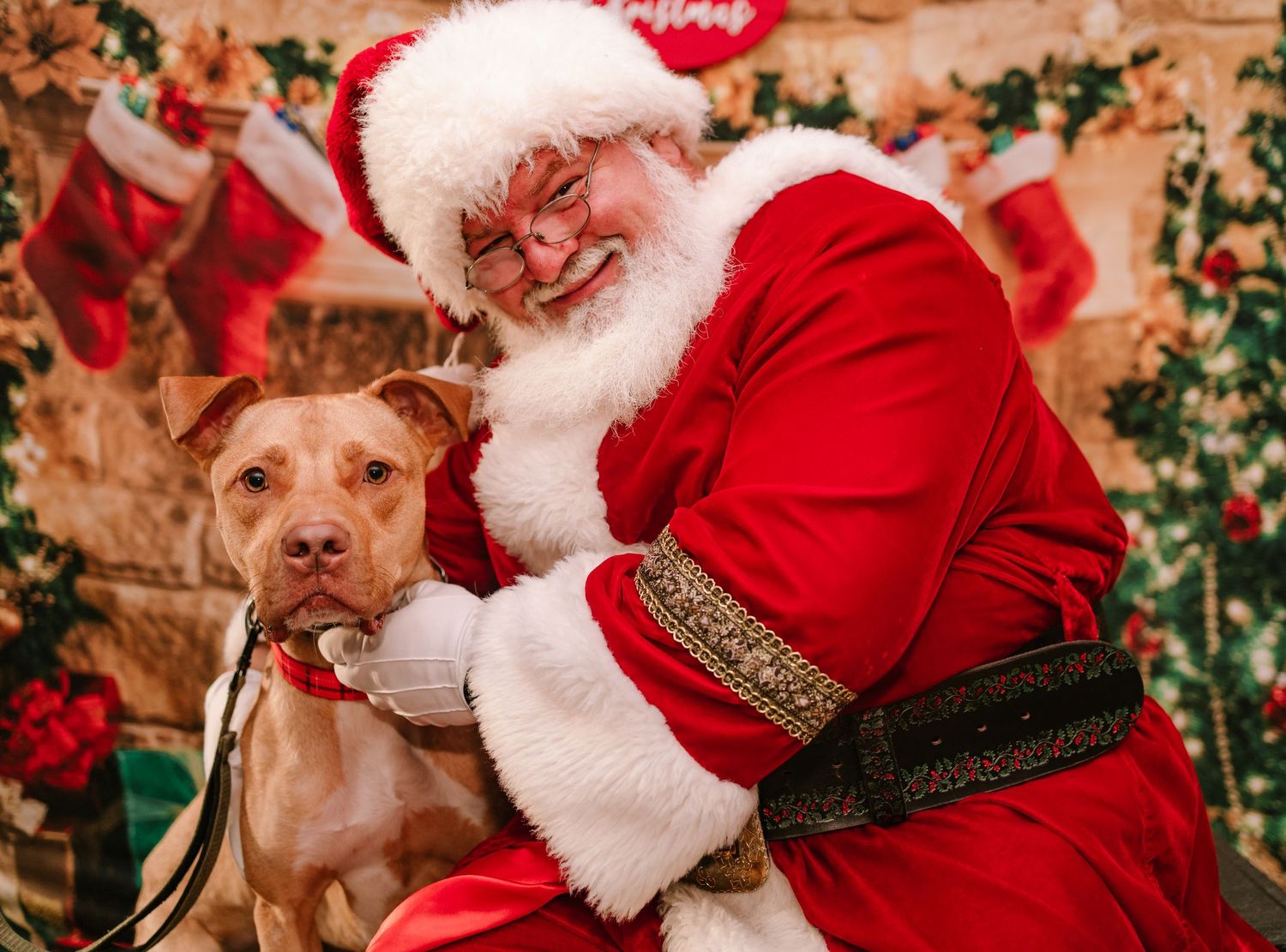 A golden pit bull poses with Santa Claus in front of a festive fireplace decorated with Christmas stockings.