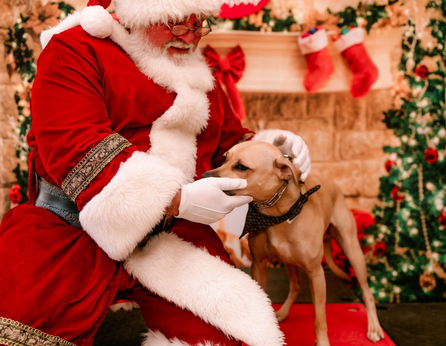 Santa Claus gently interacting with a tan dog on leash before a festive holiday fireplace.