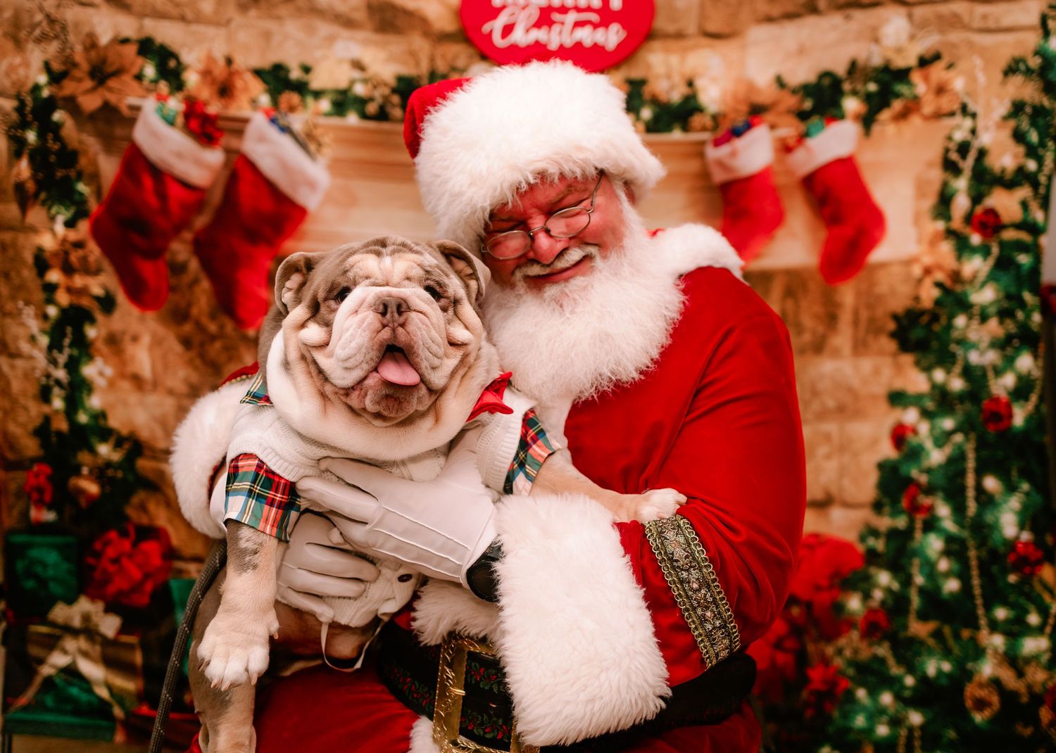 Santa Claus smiling with an English Bulldog in plaid outfit before festive Christmas fireplace.