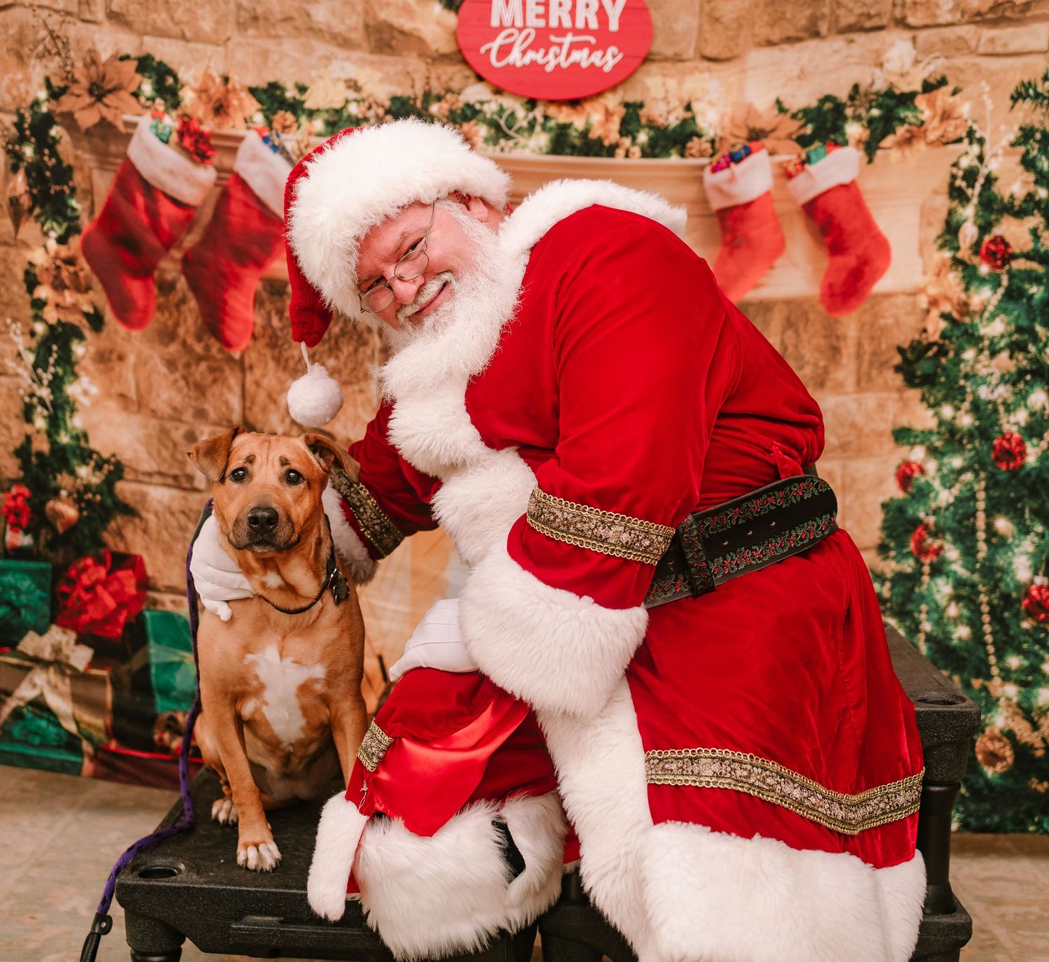 Santa Claus kneels beside a tan Pit Bull mix dog smiling during a festive Christmas portrait session.