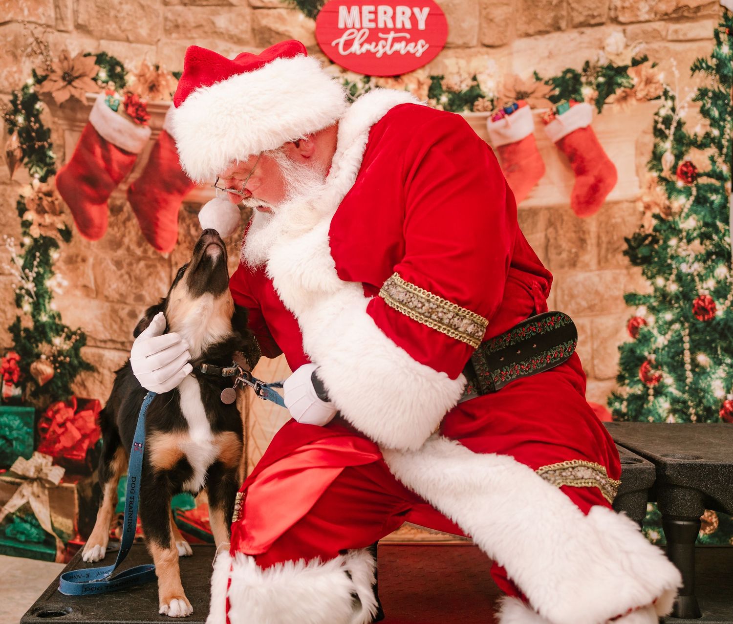 Santa Claus gently pets a small black and white dog during a holiday Christmas photo portrait session.